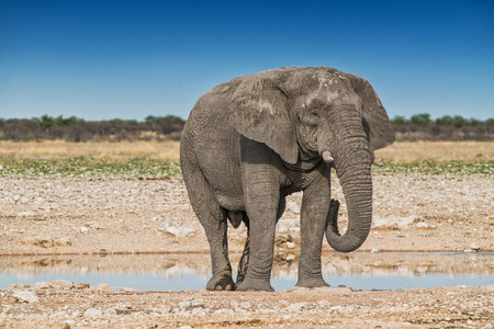 大象在 Etosha 的大草原上喝水. 纳米比亚