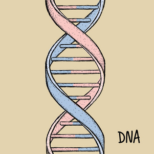 手绘基因图片-手绘基因素材-手绘基因插画-摄图新视界