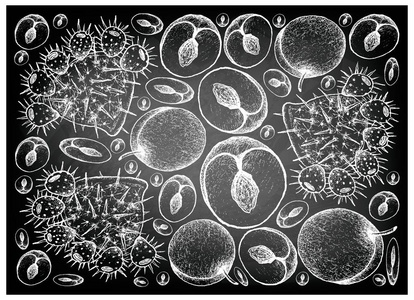 在黑板上的手画李子和刺梨图片
