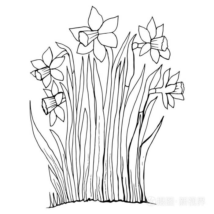 着色页收集水仙的花插画 正版商用图片0474et 摄图新视界 着色页收集水仙的花插画 正版商用图片0474et 摄图新视界