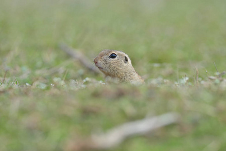 欧洲地面松鼠站在草地上。 精子症