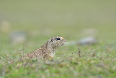欧洲地面松鼠站在草地上。 精子症