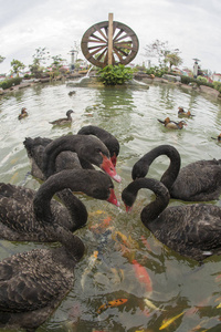 黑天鹅在池塘里和锦鲤一起游泳图片