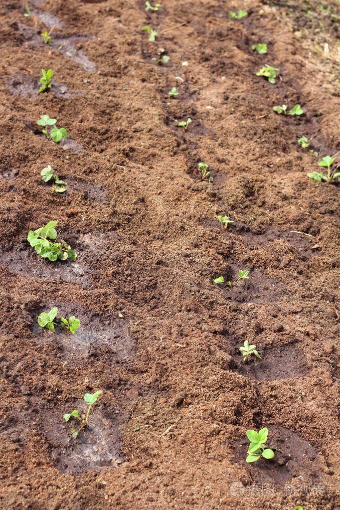 草莓植物幼苗