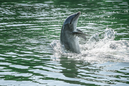 在泻湖玩的可爱的海豚