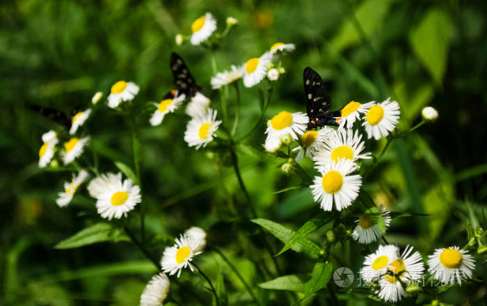 菊花花上七彩翅膀的蝴蝶特写