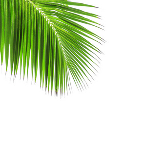 绿色的椰子棕榈树的叶子图片
