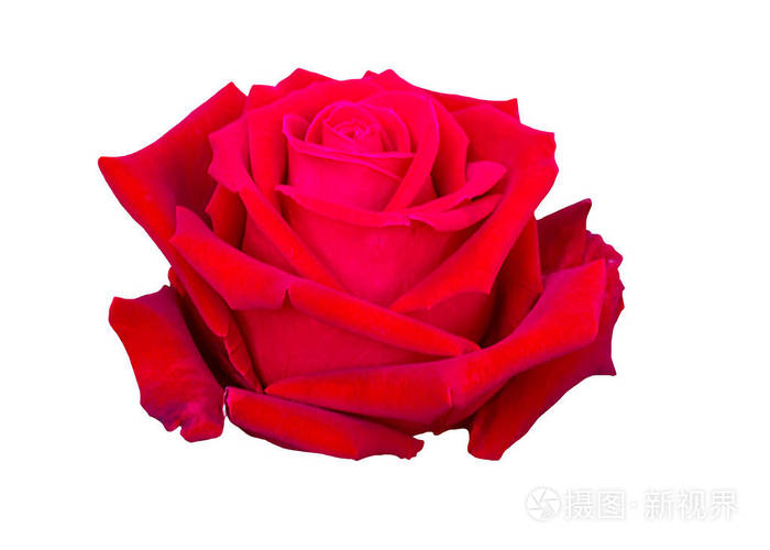 美丽的红色玫瑰花在白色背景 花为恋人和婚礼照片 正版商用图片0479b1 摄图新视界
