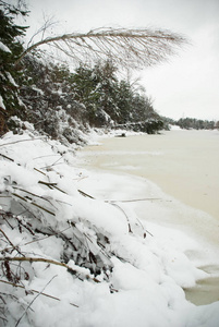 美丽的自然冬景。白雪覆盖的森林针叶树的树枝覆盖着结冰河流沿岸的积雪。