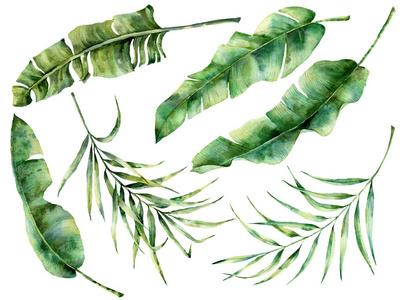 水彩热带树叶子设置。手绘香蕉和椰子绿色的异国情调的分支在深蓝色背景。设计, 织物, 印刷或背景的植物学插图