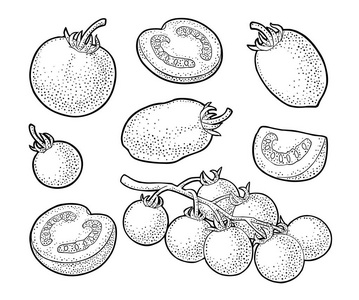 手绘西红柿的集。分支 全体和切片