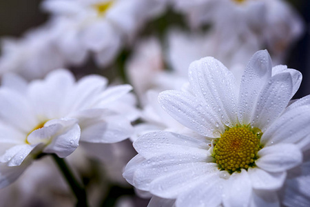 甘菊花在水滴特写