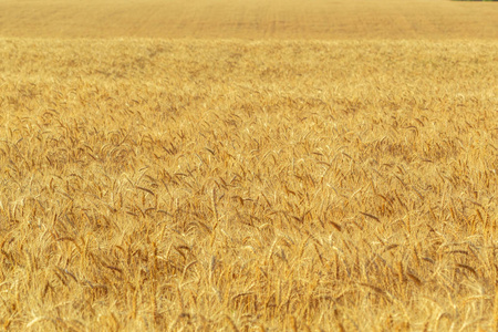 金黄色的稻草图片