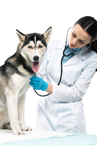 年轻女性兽医检查沙哑的听诊器在白色背景下隔离