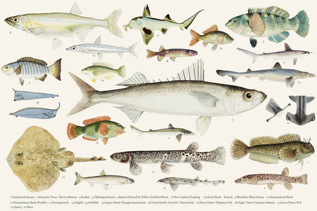 鱼画收藏的彩色插图