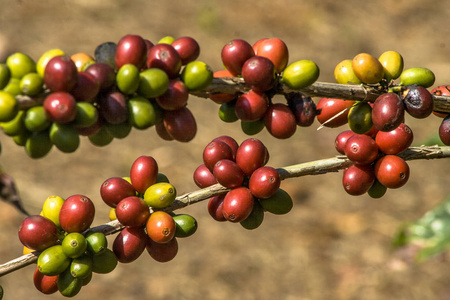 在巴西咖啡树上的咖啡豆图片
