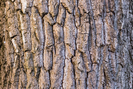 自然纹理背景图案的古木树