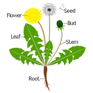 一幅展示蒲公英植物部分的插图