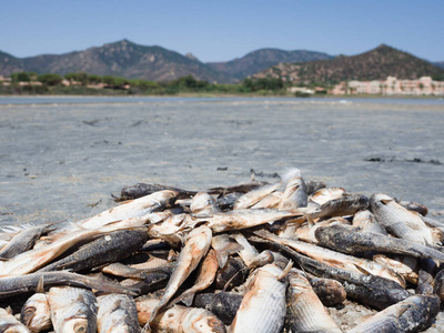 枯死的鱼因为干涸的池塘照片