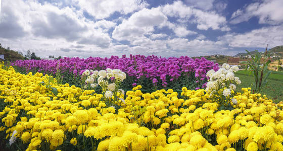 黄色雏菊花场盛开在春天的早晨与蓝色多云的天空背景优美的高地