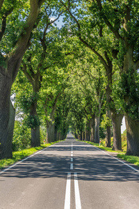 在绿色橡树之间的道路。树在路上投射阴影