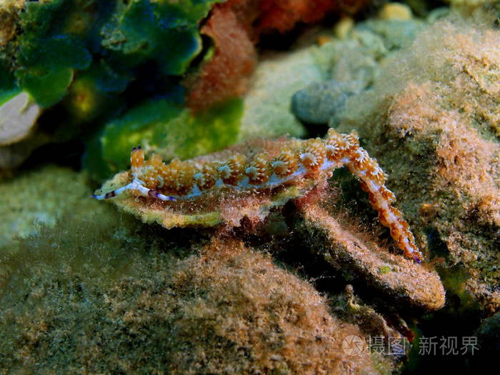 真正的海蛞蝓菲律宾吕宋岛阿尼洛