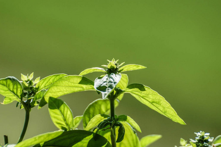 盛开的罗勒植物反对阳光