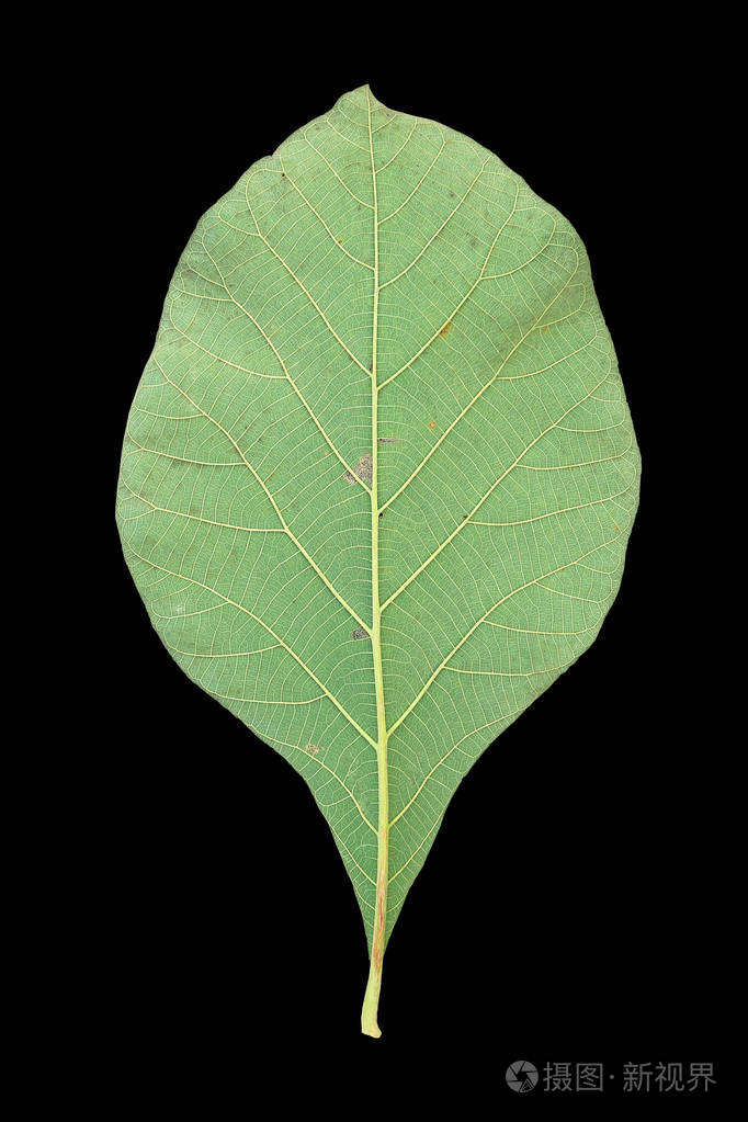 黑色背景的柚木叶子