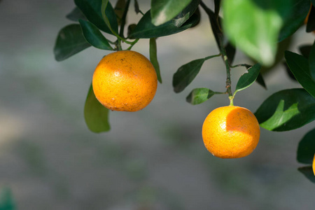 marumi 金是越南农历新年的财富和幸福的象征照片