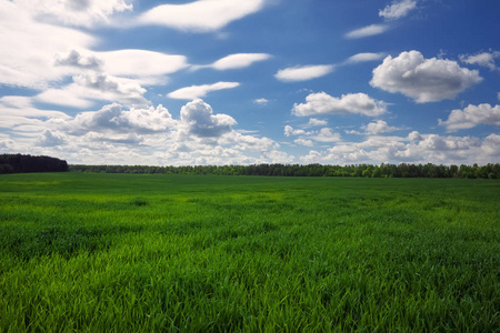 绿色的田野和美丽的蓝云天空。农业景观。宽照片