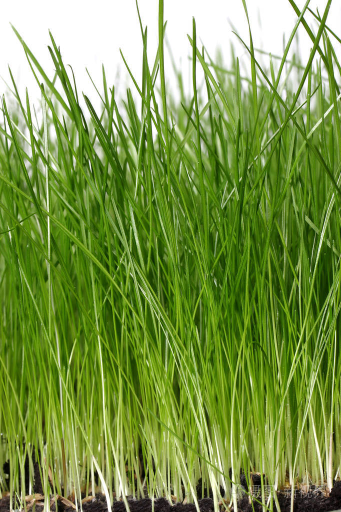 绿色的草被隔绝在白色背景, 特写