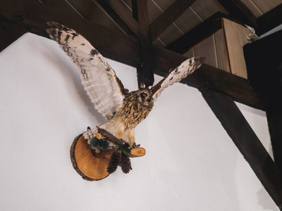 在猎人房子的墙壁的被充塞的猫头鹰