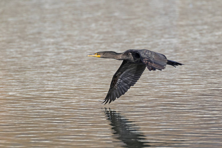 鸟鸬鹚在马里布的泻湖飞行