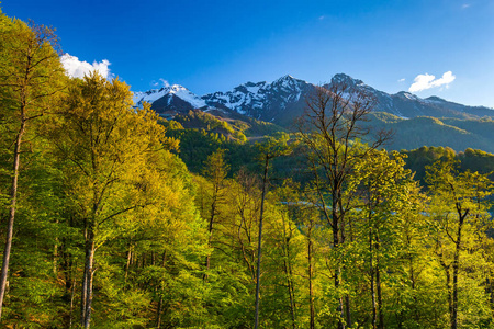 夏天春天森林山风景, 索契俄国