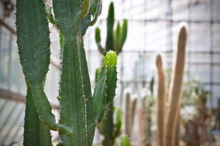 仙人掌植物叶绿色自然