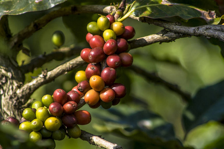 在巴西咖啡树上的咖啡豆照片