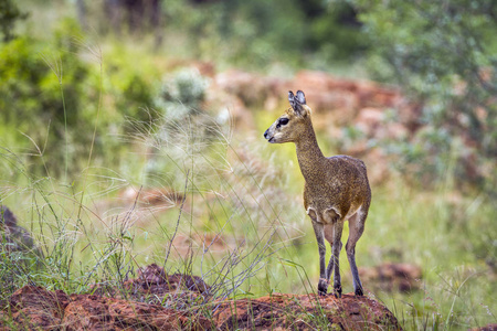 Klipspringer 在马蓬古布韦国家公园, 南非