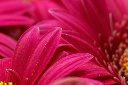 粉红花非洲花瓣特写