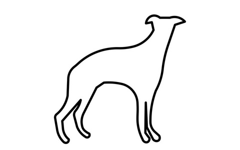 白色背景上的惠比特犬剪影轮廓图片