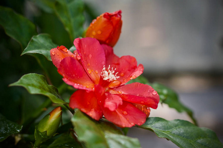 花叶植物树自然图片