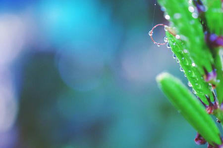 新鲜花园的叶子上滴水