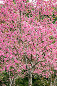 泰国粉红色樱花花在冬天开花与塞莱
