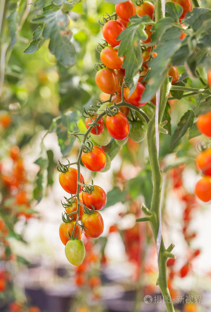关闭了红色的西红柿挂在树木生长在花园里