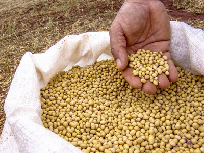 巴西大豆的手照片