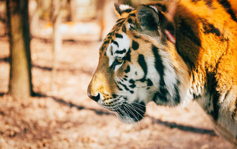 大老虎在森林中漫步的画像图片