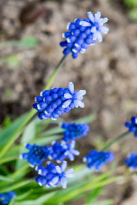 葡萄风信子, 春季 Muscari 花, 聚焦图像深度低