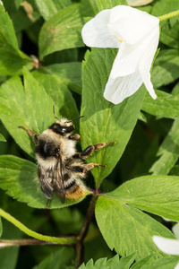 大黄蜂坐在绿叶野花, 蜂蜜昆虫和白花, 野生动物背景