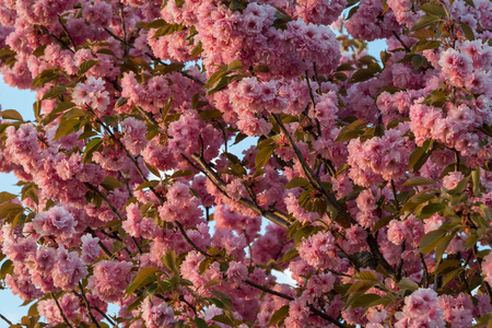 春天阳光明媚的早晨, 日本公园里盛开的樱桃树