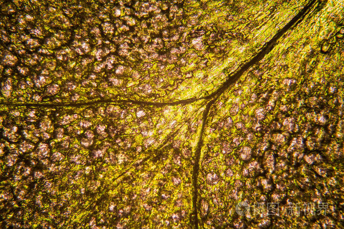 显微镜下的新鲜小叶子