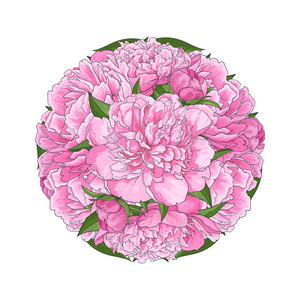 白色背景的圆形粉红色牡丹花束